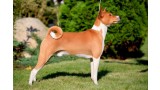 Basenji. 
