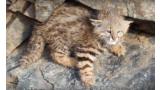 Descubren un nuevo ejemplar de gato andino  un felino al borde de la extinción.