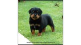 Rottweiler. LITTER  Rottweiler. LITTER
