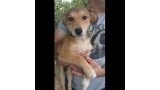 ROMA.  Perro en adopcion que busca casa.