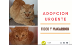 Gato mestizo. Fideo Y Macarr?n. Gato en adopcion que busca casa.