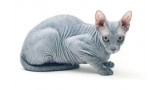 Sphynx.  Sphynx.