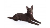 Australian Kelpie.  Australian Kelpie.