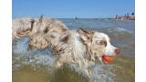Ecologistas denuncian que playa para perros de Vélez Málaga es ilegal