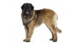 Leonberger. 