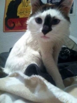 Cruce de Persa. Cholo