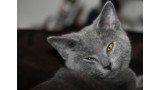 Chartreux. Stephanemartin