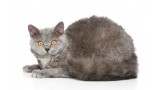 Selkirk Rex.  Selkirk Rex.