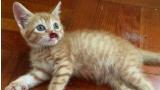 Nigel  el gato sin hocico que busca una familia que lo adopte (Foto Instagram)