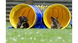 Dos perros practicando agility en el túnel