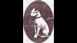 Parson Russell Terrier. Old Jock