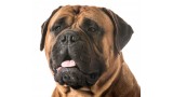 Bullmastiff. 