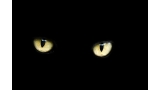 Detalle de los ojos de un gato