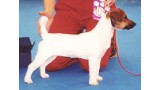 Jack Russell Terrier. CH. Suzan