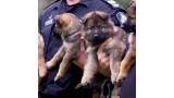 Policía de Queensland pide ayuda para nombres de cachorros Provided by ABC News