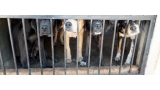Varios perros en una jaula