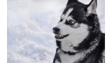 Husky Siberiano .