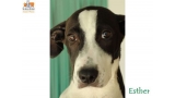Perro mestizo. Esther.