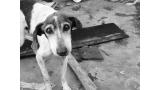 La crisis en Venezuela dispara el abandono de perros