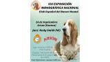 Belleza. XXI EXPOSCIÓN MONOGRÁFICA NACIONAL del BASSET HOUND (Cuenca   España)