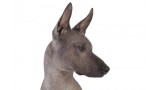 Xoloitzcuintle. 