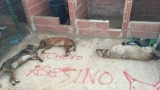 Junto a los perros  escribieron en el piso   Kchovo asesino .