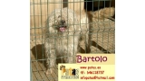 Perro mestizo. Bartolo.