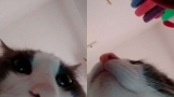 Sinatra el gato que se tomó las selfies (Fotos  Twitter  quagliamariana)