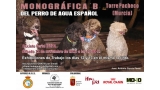 Perro de Agua Español. Belleza. MONOGRÁFICA B y EXHIBICIÓN DE TRABAJO DEL PERRO DE AGUA ESPAÑOL (Murcia   España)