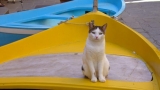 Gato blanco y con manchas en un bote