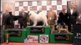 Resultados de la XXII Exposición Internacional Canina de la Región de Murcia..