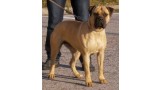 Bullmastiff. AXARKANBULL´S BRIGITTE