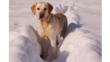 Labrador Retriever en la nieve