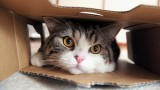 La extraña relación entre los gatos y las cajas de cartón.