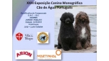 Perro de Agua Portugués. Belleza. 31.ª Exposición Canina Monográfica do Cão de Água (CAC QC) (Faro   Portugal)