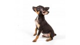 Russian Toy Terrier. 