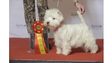 West Highland White Terrier en competición