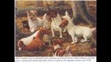 Parson Russell Terrier. Grupo de Terriers Cazadores