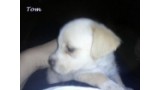 TOM.  Perro en adopcion que busca casa.