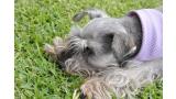Schnauzer Mediano.