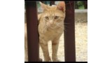 Simpa.  Gato en adopcion que busca casa.