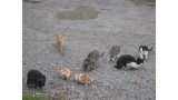 Nuevo caso de envenenamiento de una colonia de gatos en Pinar de Campoverde.