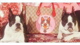 Bosco   Orso  los dos Boston Terrier de Alessandro Michele.