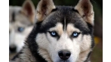 Husky Siberiano .