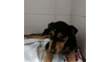 Teo. Perro en adopcion que busca casa.