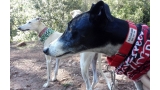Galgo Español.  Dama. Perro en adopcion que busca casa.