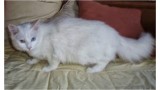 Monina.  Gato en adopcion que busca casa.