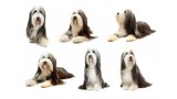 Bearded Collie. 
