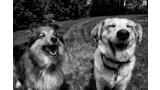 Los perros son capaces de identificar la coherencia entre la expresión facial y el tono de la voz.