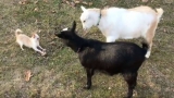 Lola  el perro pastor de cabras más pequeño del mundo
